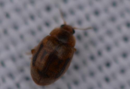 Réf. 338 570 : Rhyzobius chrysomeloides